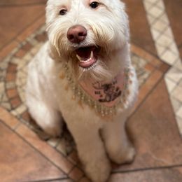 Emmy - Goldendoodle