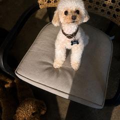 Max - Cream male Poodle puppy in Midway City, California from Rapture Red Poodles