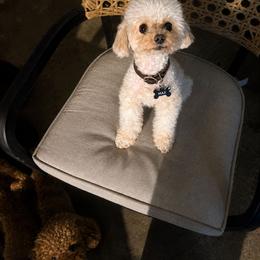 Max - Cream male Poodle puppy in Midway City, California from Rapture Red Poodles