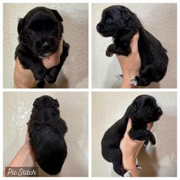 Cherry - Black tri female Miniature Australian Shepherd puppy in Iola, Texas from MK Aussies
