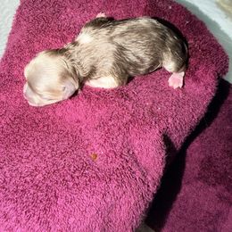 Peppermint - Lavender female Pomeranian puppy in Clarksville, Tennessee from Bee Mine Maltipoos and Pomeranians