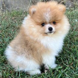 Butters - Orange parti male Pomeranian puppy in Jefferson City, Missouri from MJ’s Pomeranians