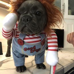 French Bulldog Puppies from The Frenchie Ravine Connection LLC