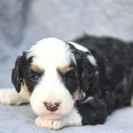 Clover - Tri-color female Bernedoodle puppy in Shelton, Washington from NW Bernedoodles of Washington