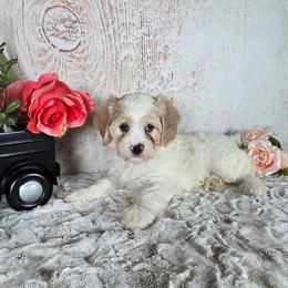 Daisy - Blenheim female Cavapoo puppy in Atwood, Illinois from Peace Road Puppies