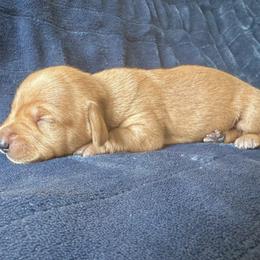 Dachshund Puppies from Carranza Puppy Farm