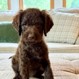 Chopper - Chocolate female Goldendoodle puppy in Dayton, Ohio from Perks Court Doodles