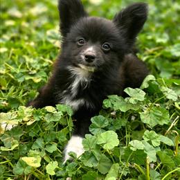 Zazu - Black and white male Companion Cross puppy in Davenport, Washington from Lovely Ladies and Little Asses Miniature Equines (L3A Pomeranians & Papillons)