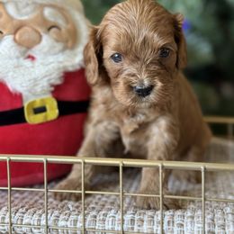 Sully - Red male Cavapoo puppy in Yuciapa, California from AlltheDoodlez_
