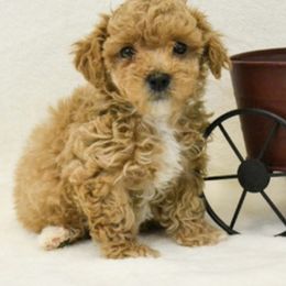 Cavapoo Puppies from Dallas Designer Dogs