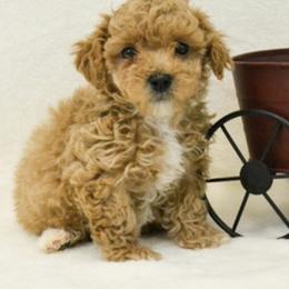Cavapoo Puppies from Dallas Designer Dogs