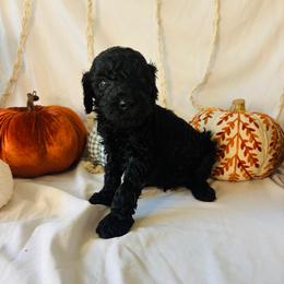 Oakley - Black male Goldendoodle puppy in Cedartown, Georgia from Loyal Doodles