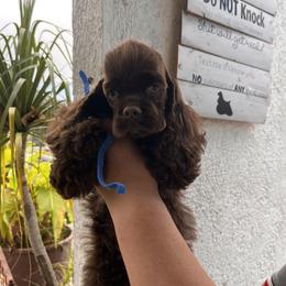 Hershey (Blue collar) - Brown male Cocker Spaniel puppy in Glastonbury, Connecticut from Hillside kennels