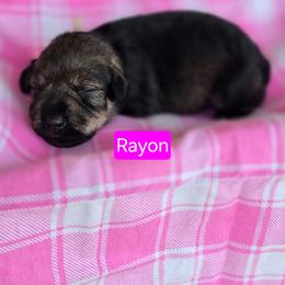 Rayon - Salt and pepper female Miniature Schnauzer puppy in Piedmont, Oklahoma from J&K's Miniature Schnauzers