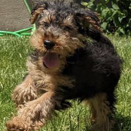 Welsh Terriers from Cathy Francis