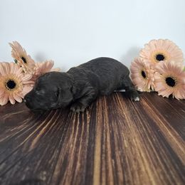 Girl 1 - Chocolate female Dachshund puppy in Florence, Arizona from Doxie Town Az