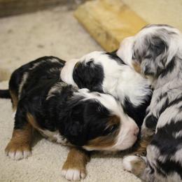Bernedoodle Puppies from Katelyn Aubin