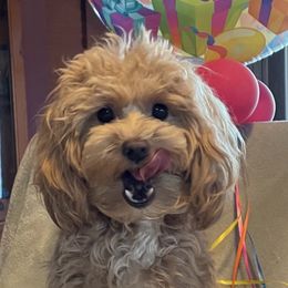 Goldendoodle All Grown Up from Scherrer Sweet Goldendoodles