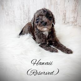 Hawaii - Merle female Goldendoodle puppy in from Pink Poodles and Doodles