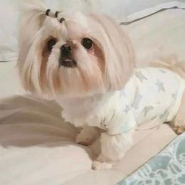 CHEVY - Shih Tzu