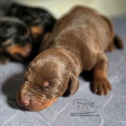 Opal - Red and rust female Doberman Pinscher puppy in China Township, Michigan from Snell's Superior Kennel Dobermann & GSP