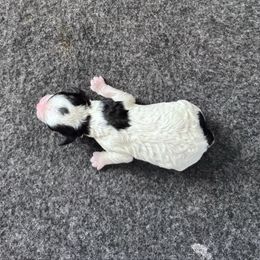 Heart - Black and white female Cavapoo puppy in Mount Vernon, Texas from S and J Cavapoos