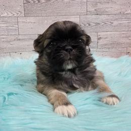 Maylee boy 2 - Fawn sable male Pekingese puppy in Maurice, Louisiana from Stephanie's Bayou Pekingese