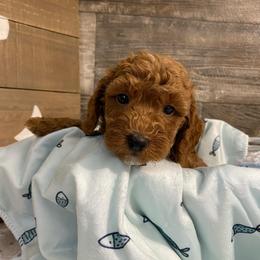 Bentley - Red  male Poodle puppy in Osseo, Michigan from Paws in the Country
