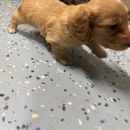 Green collar boy - Red male Dachshund puppy in Eustis, Florida from K8’s Dachshunds