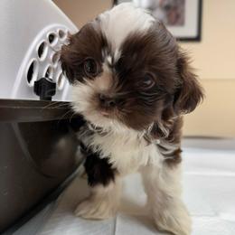 SADIE (Chocolate) Sleeping Beauty - Liver female Shih Tzu puppy in Tennessee from Cutshall Babies