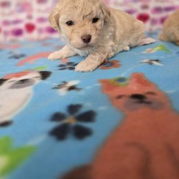 Linus - Aussiedoodle puppy from Emerald J Doodles