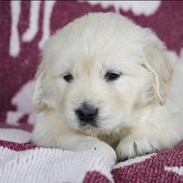 Flora - Light golden female Golden Retriever puppy in Saint Joe, Indiana from Golden Acres Farm