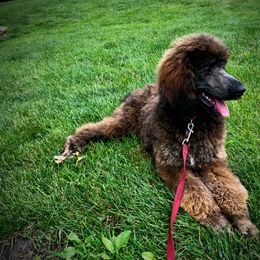 Poodle Puppies from Sapphire Poodles