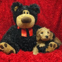 Goldendoodle Puppies from Ming’s Dynasty Doodles