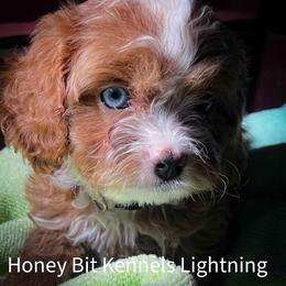 Ligtning - Red male Cavapoo puppy in Maple Grove, Minnesota from Honey Bit Kennels