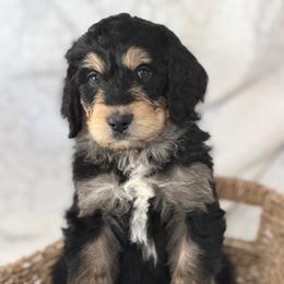 Parker - Tri-color male Bernedoodle puppy in Phelan, California from PuppyPaws4U