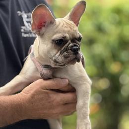 Pink - Fawn female French Bulldog puppy in Dunnellon, Florida from Flower Frenchies
