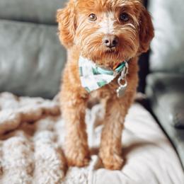 Whiskey - Goldendoodle