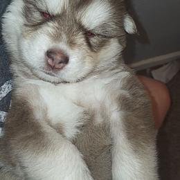 Stella - Red and white female Siberian Husky puppy in Swansea, Illinois from Husky B's