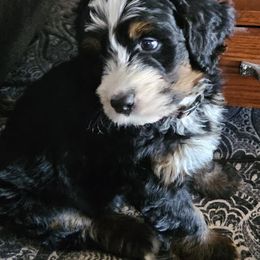 Bernedoodle and Double Doodle Puppies from Cloud Nine Doodles