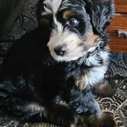Bernedoodle and Double Doodle Puppies from Cloud Nine Doodles