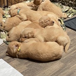 Golden Retriever Puppies from Hearth & Homestead