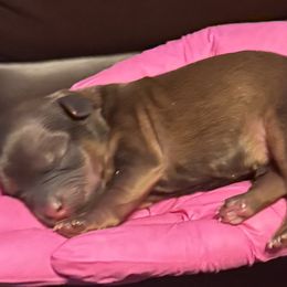 Girl 3 - Black and gold female Shorkie puppy in Florida from Shorkie Land