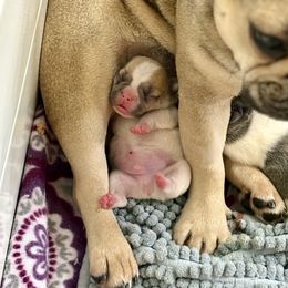 French Bulldog Puppies from Pardon My French Exquisite French Bulldogs
