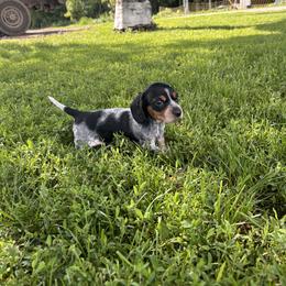 Dachshund Puppies from Steadfast station, mini dachshunds