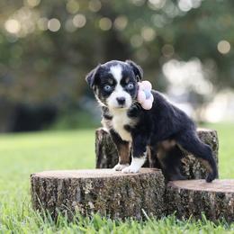Breve - Black tri female Miniature Australian Shepherd puppy in White Oak, Texas from Triple Lake Ranch Miniature Australian Shepherds