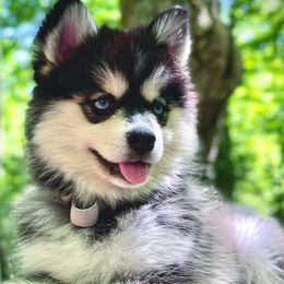 Lilith - Pomsky
