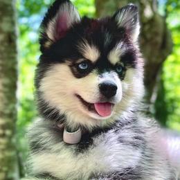 Lilith - Pomsky
