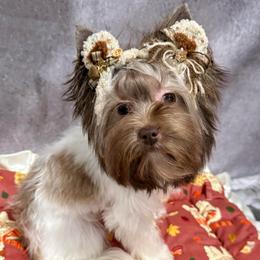 Beatrice biro - Chocolate, tan and white female Yorkshire Terrier puppy in California from Yorkie & Maltese Royalty