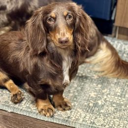 Penelope - Dachshund